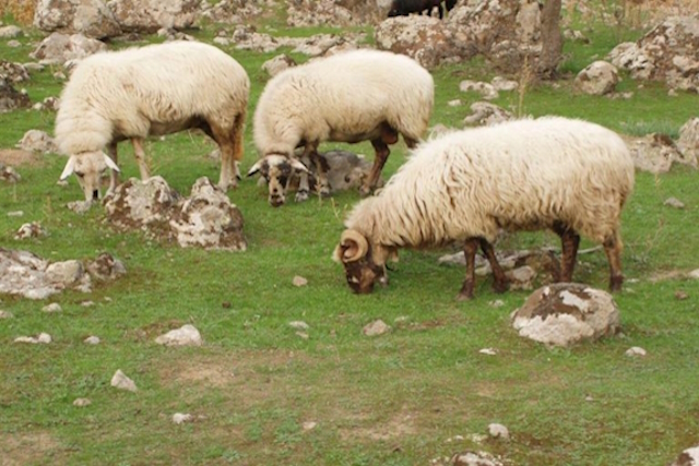 E_TA LITODIAITA PROBATA LESBOU STE BOSKE.jpg